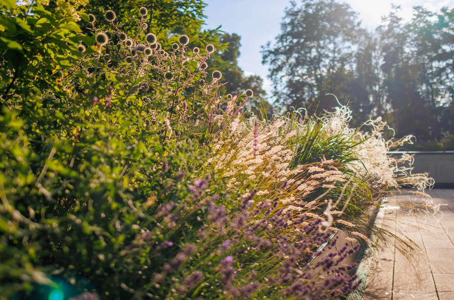 Hauptsitz der SachsenEnergie - Tiefgaragenbegrünung