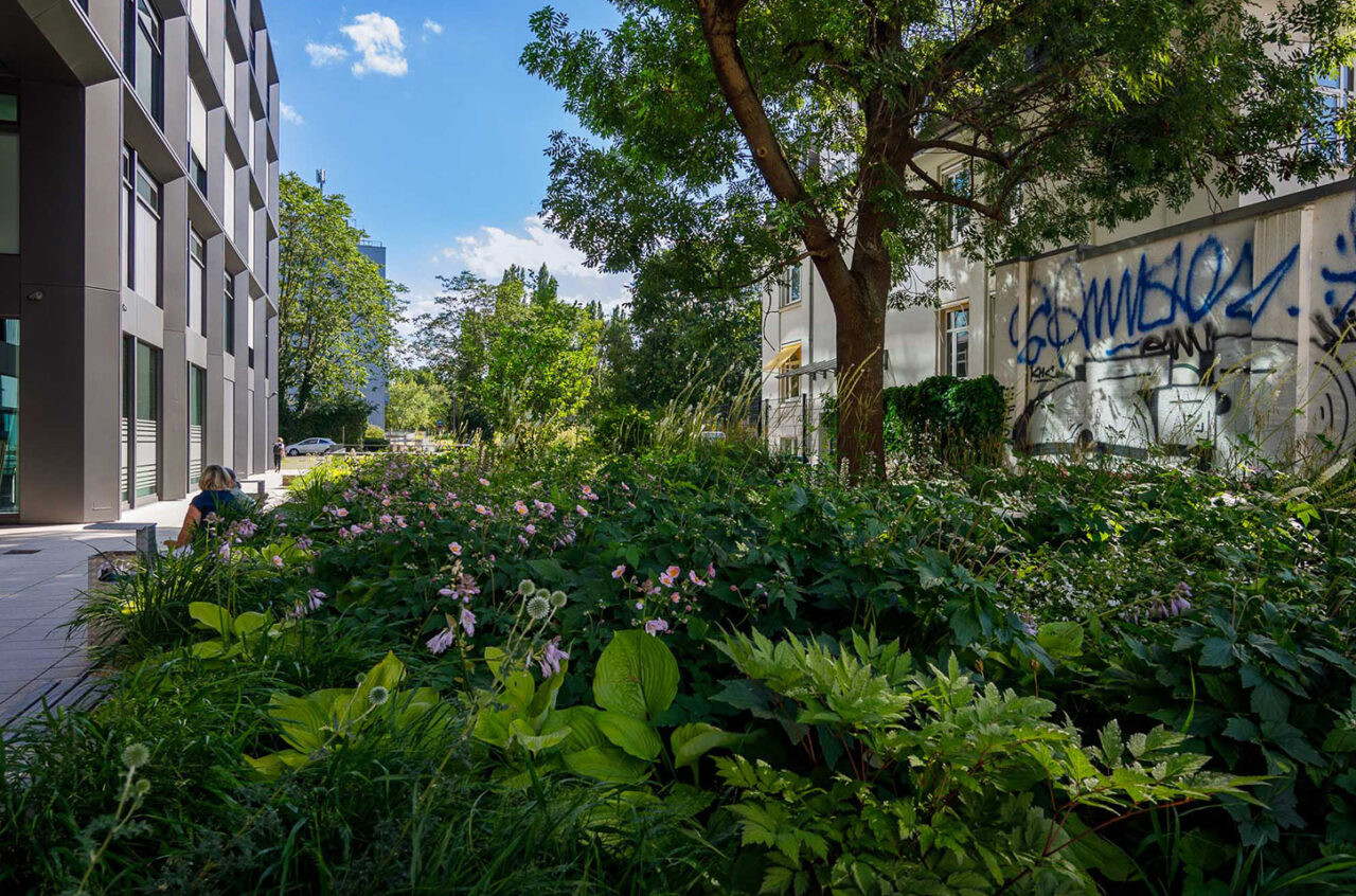 SachsenEnergie Begrünung Schattenbeete