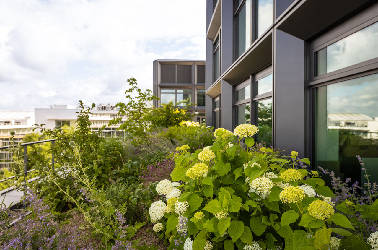 SachsenEnergie AG - Dachterrassen